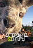 Осторожно, Кенгуру!